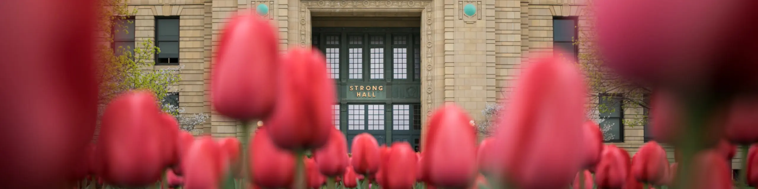 Tulips outside of Stron Hall