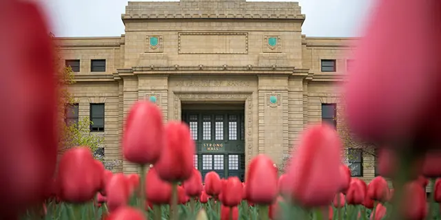 Tulips outside of Stron Hall
