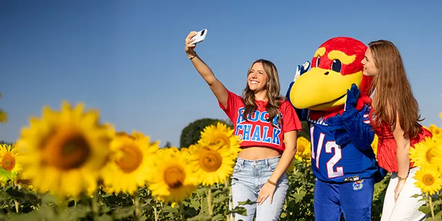 University of Kansas marketing degree students taking photos with Baby Jay in the sunflower field